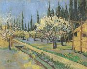 Vincent Van Gogh Orchard in Blossom,Bordered by Cypresses (nn04) USA oil painting reproduction